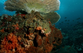 Bali 2016 - Corail - IMG_6022_rc